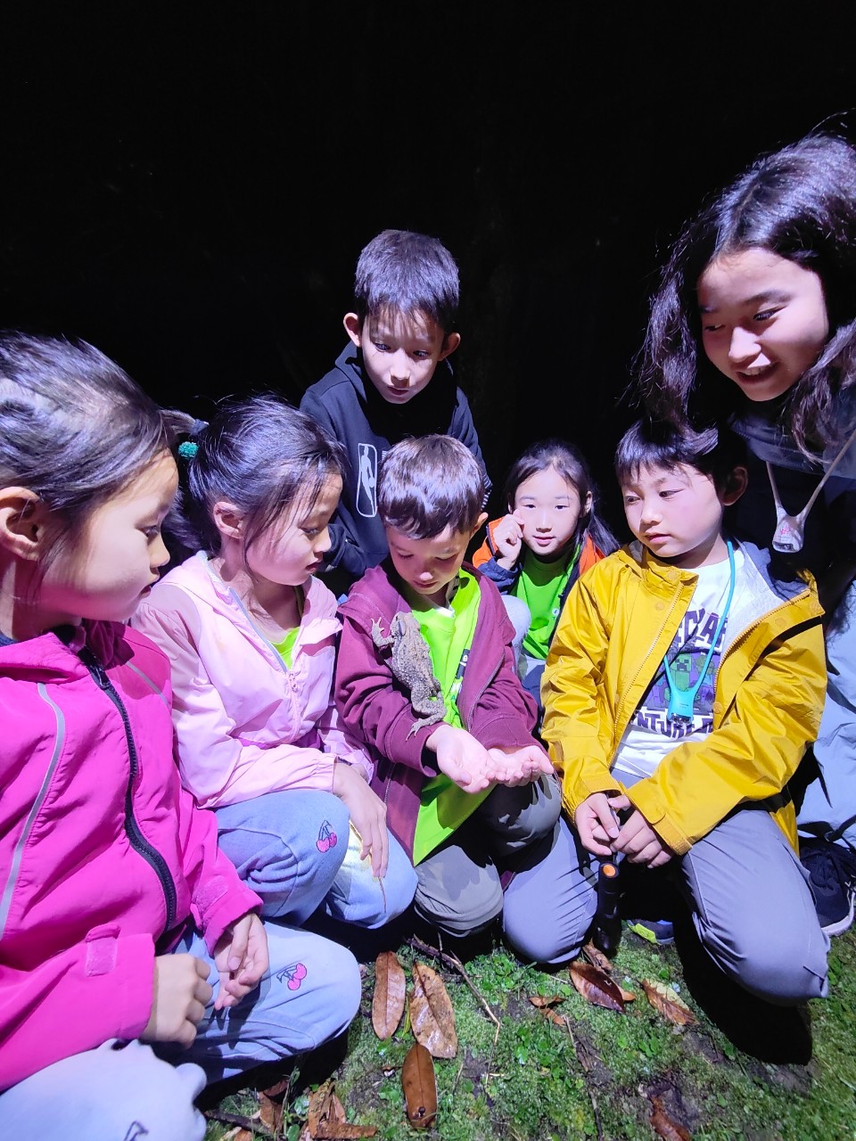 在大自然中利用尋找圖形來學習觀察