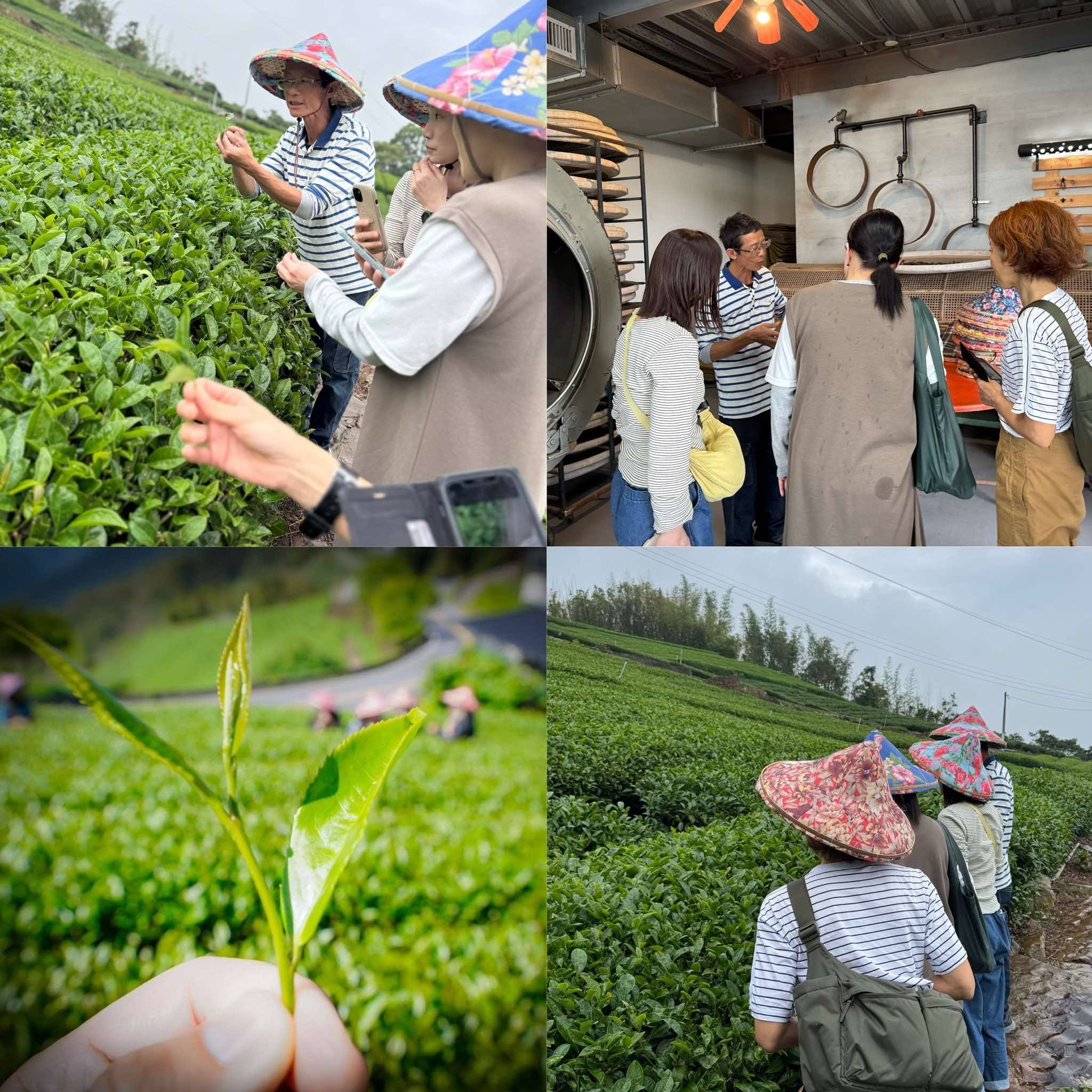 阿里山採茶的體驗