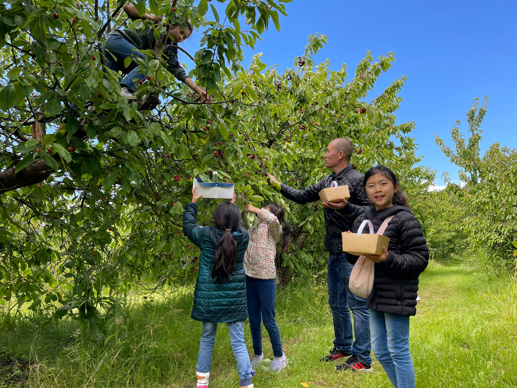 華園中文學校暨TCML2024期末全校果園戶外郊遊  2